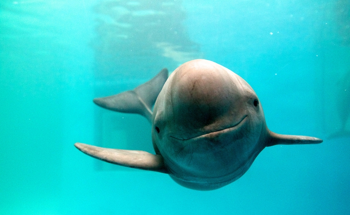 Bí ẩn về cá heo sông Dương Tử: Loài cá heo không vây nước ngọt duy nhất trên thế giới