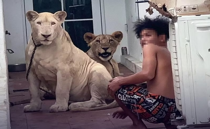 Thái Lan liên tục phát hiện người nuôi sư tử làm thú cưng trái phép