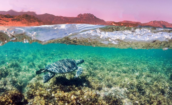Thói quen 3.000 năm tuổi của rùa Địa Trung Hải chứng minh cho câu nói "miếng ngon nhớ lâu"