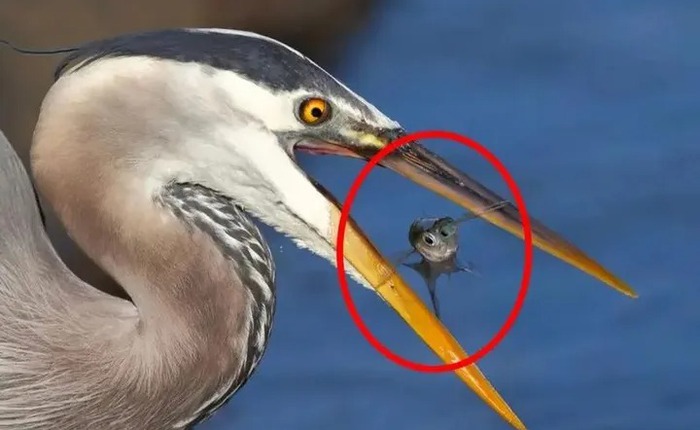 Bí mật của sự tiến hóa: Tại sao chim không có răng?