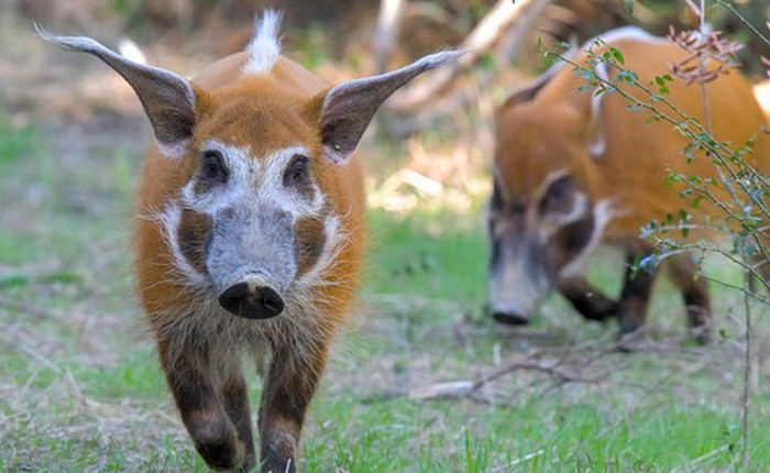 Red river hog: Loài lợn bảnh bao nhất thiên nhiên