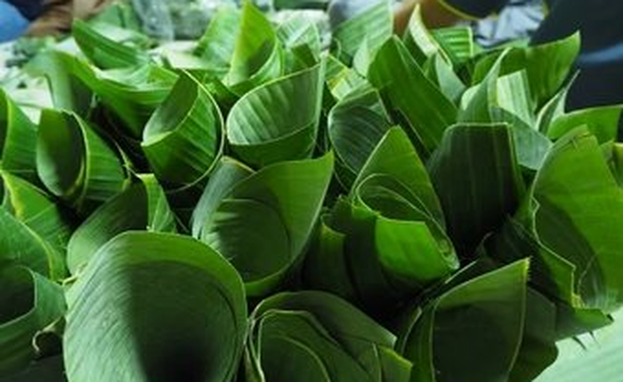 Loại lá gói xôi ở Việt Nam ra nước ngoài thành sản vật giá nửa triệu/kg, xuất khẩu thu về chục tỷ/năm