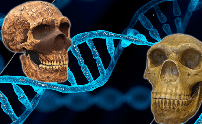 Tất cả chúng ta đều mang DNA của người Neanderthal và Denisovan và đây là cách điều đó ảnh hưởng đến chúng ta