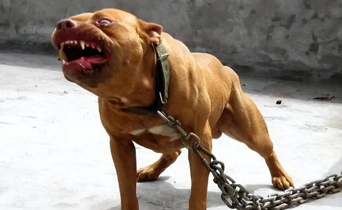 Chó ngao Tây Tạng, chó Pitbull và linh cẩu châu Phi, hiệu quả chiến đấu của ba loài động vật được xếp hạng như thế nào?