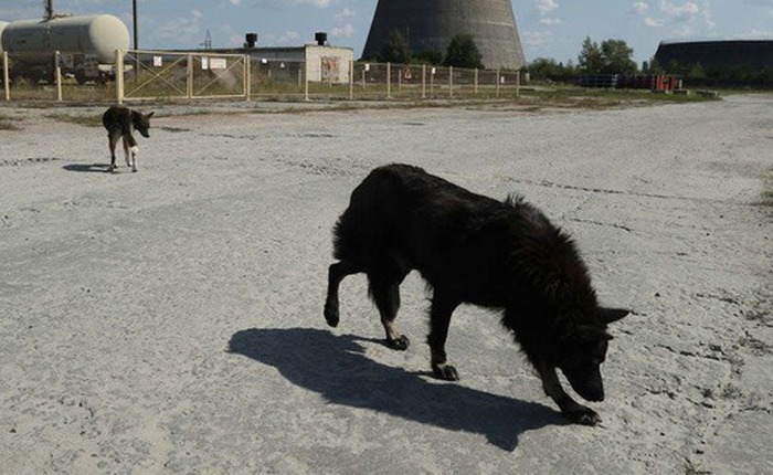 Tại sao những con chó tại Chernobyl trải qua quá trình tiến hóa vô cùng nhanh chóng?