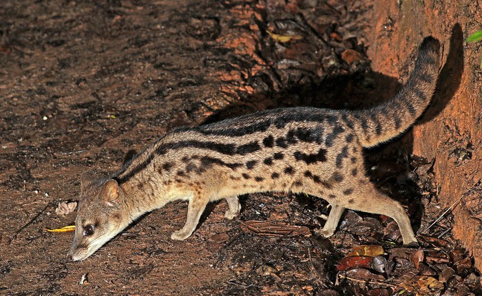 Hé lộ bí ẩn đằng sau quá trình giao phối kéo dài 8 giờ của loài cầy hương Madagascar, loài có thời gian giao phối lâu nhất hành tinh!