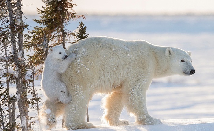Các nhà khoa học đeo camera cho gấu Bắc Cực, thu về những thước phim đáng báo động