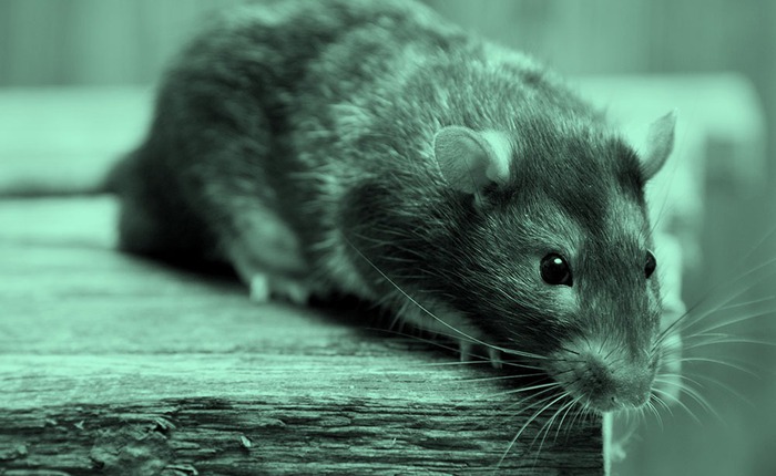 "Quỷ ăn não" xuất hiện trong rừng rậm Tân Cương, dài chưa đầy 20cm, có thể hạ 3.000 con chuột mỗi năm