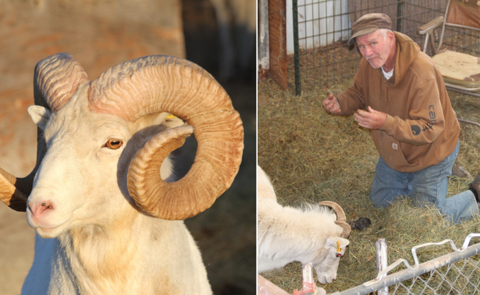 Ông lão 80 tuổi bị bắt vì nuôi trái phép số lượng lớn cừu 'đột biến'