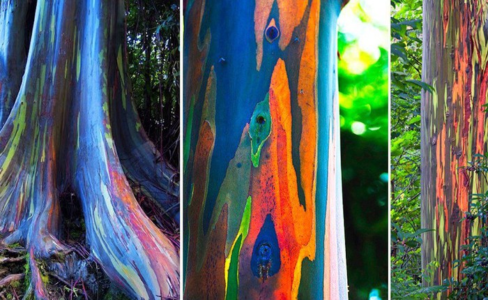 Bạch đàn cầu vồng: Loài cây được mệnh danh là cây đẹp nhất thế giới