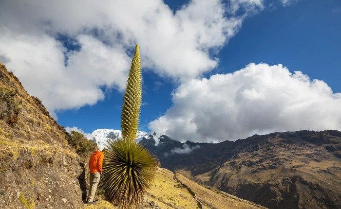 Puya Raimondii: 'Nữ hoàng dãy Andes', 100 năm mới nở hoa một lần!