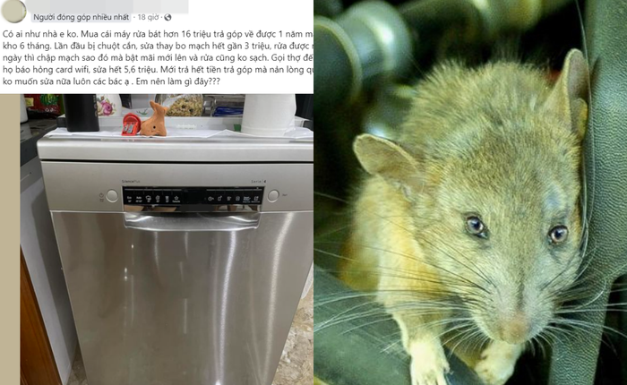 Vung tiền triệu mua máy rửa bát để “nuôi” chuột, gián: Nhiều người than trời vì sửa vài lần tốn ngang mua mới
