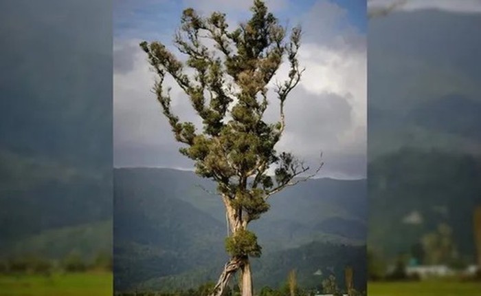 Độc đáo 'cây biết đi' ở New Zealand