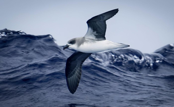 Khám phá mới về chim hải âu: Cưỡi sóng đạp bão để kiếm ăn!