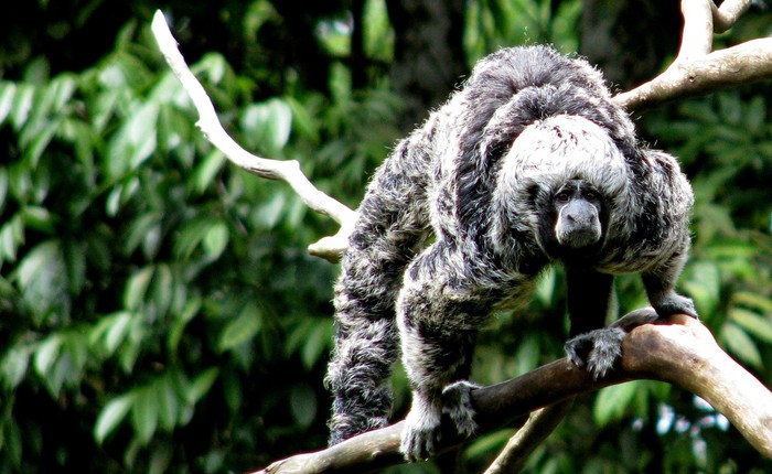 Khỉ Saki: Những 'vị vua bay' bí ẩn của rừng nhiệt đới Amazon