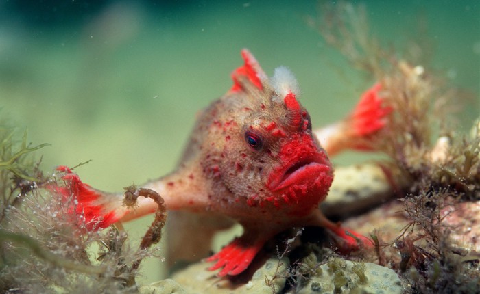 Cá tay đỏ: Loài cá hiếm nhất thế giới với 'bàn tay' độc đáo đang đối mặt với nguy cơ tuyệt chủng