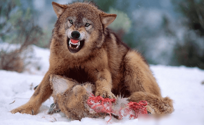 Vì sao sói thích giết đồng loại? Chuyên gia về hành vi của sói đã thâm nhập vào bầy sói suốt 13 năm mới có thể phát hiện ra bí mật của chúng!