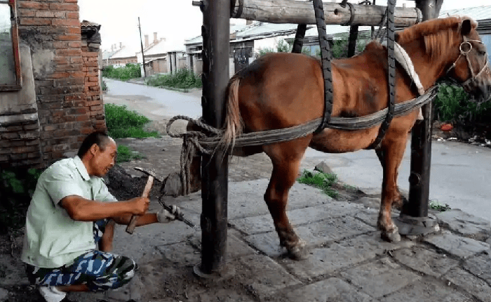 Cùng là động vật thuần hóa, tại sao ngựa cần đóng đinh "móng ngựa", nhưng gia súc thì không?