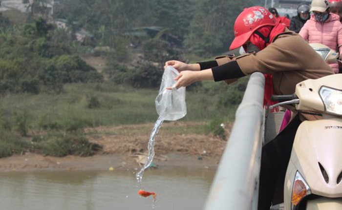 Cá chép thả từ độ cao 20 mét xuống nước có còn sống được không?