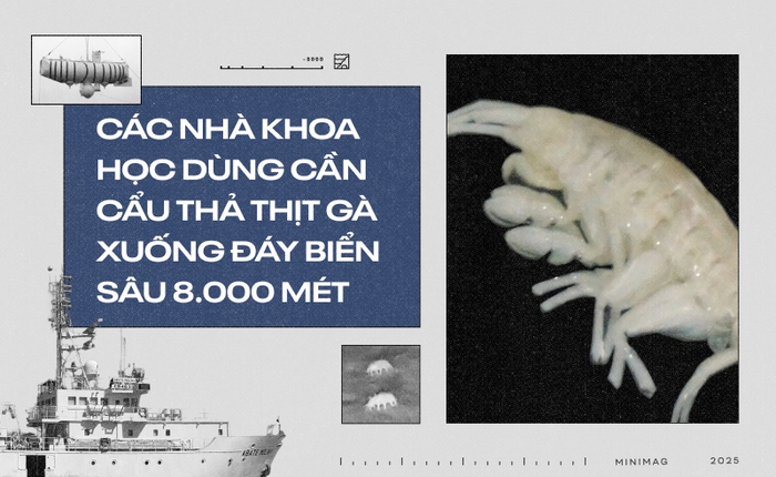 Các nhà khoa học dùng cần cẩu thả thịt gà xuống đáy biển sâu 8.000 mét: Họ định câu gì ở Rãnh Atacama, một trong những "địa ngục của đại dương"?