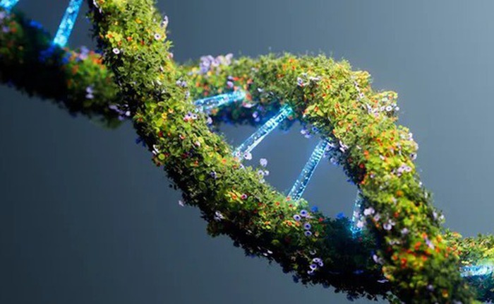 DNA cổ đại có thể tồn tại trong bao lâu: 20.000 năm, 1,2 triệu năm hay 2,4 triệu năm?