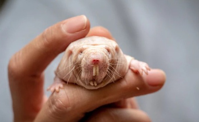 Việc sửa chữa DNA ở chuột chũi trụi lông có thể là chìa khóa kéo dài tuổi thọ con người?