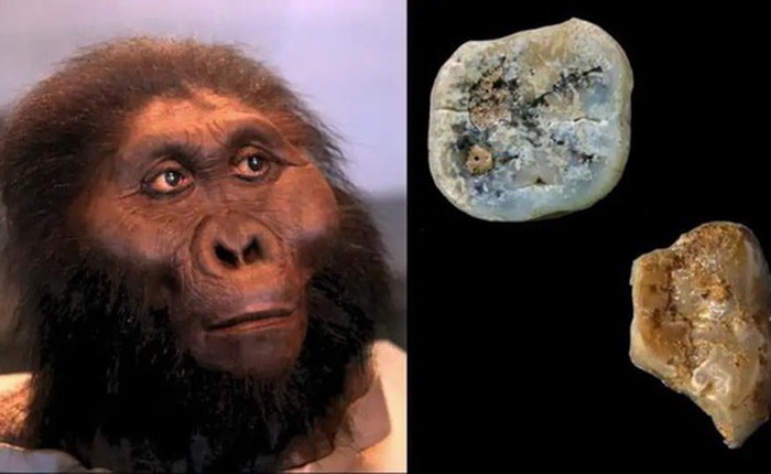 Paranthropus: Những người anh em họ bị lãng quên của loài người có thể đã tạo ra những công cụ đầu tiên trên thế giới