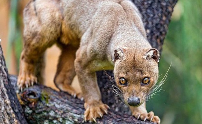 Loài săn mồi bí ẩn nhất Madagascar: Sở hữu đủ các đặc điểm của cả chó lẫn mèo!