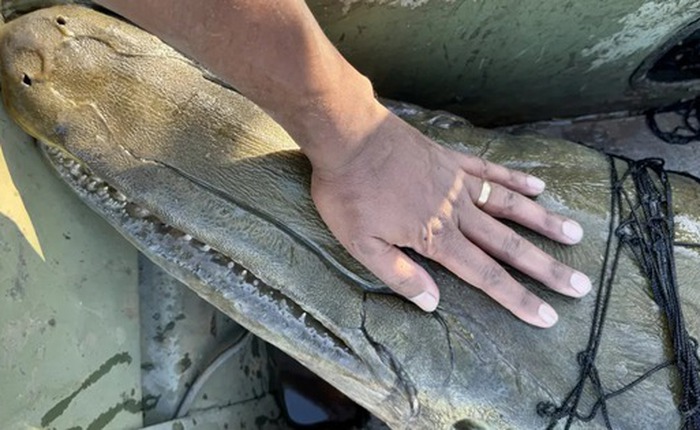 Phát hiện 'hóa thạch sống' khổng lồ dưới sông Mississippi: Sinh vật cổ xưa khiến giới khoa học kinh ngạc