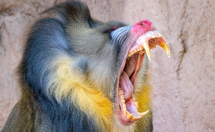 Loài khỉ lớn nhất thế giới: Những 'gã khổng lồ' lang thang theo đàn hơn 800 con trong rừng Gabon