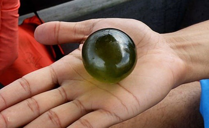 Mắt của Thủy thủ, sinh vật đơn bào khổng lồ kỳ lạ giữa đại dương