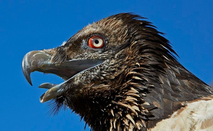 Kền kền thay đổi tập tính: Từ loài ăn xác thối trở thành 'kẻ săn mồi', hai vụ việc rúng động nước Pháp phơi bày sự thật đáng sợ