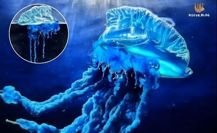 Sứa samurai: Phát hiện mới ở Nhật Bản hé lộ sự dịch chuyển của biển cả trong thời kỳ khí hậu biến đổi