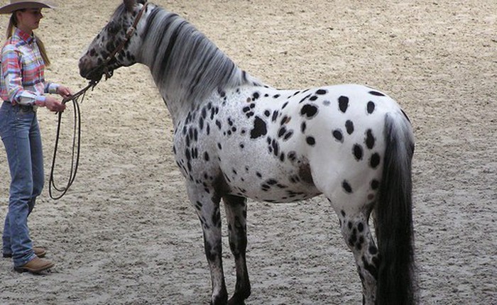 Ngựa Appaloosa hoa mai: Sinh vật đột biến gen mang vẻ đẹp quý phái nhưng ẩn chứa nhiều khiếm khuyết bí ẩn