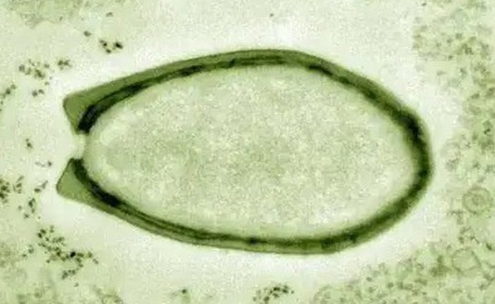 Virus có phải là sinh vật sống không? Tranh cãi kéo dài hàng thập kỷ và những khám phá mới đang thay đổi câu trả lời