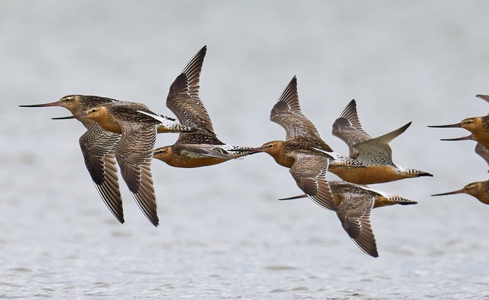 Loài chim bay liền 11 ngày không ăn uống, vượt 13.560 km và sống sót nhờ ăn nội tạng của chính mình