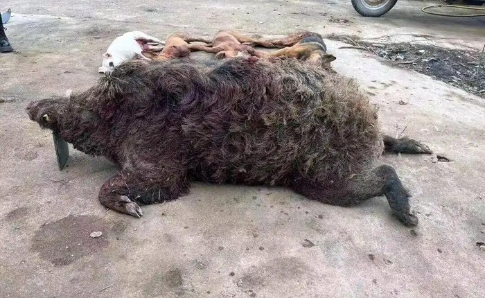 Lợn rừng nặng 200kg từng hạ vô số chó săn trong một năm: Liệu chúng có thực sự nguy hiểm hơn hổ?