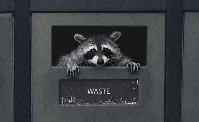 Gấu mèo thành phố đang tự thuần hóa và tiến hóa thành thú cưng!