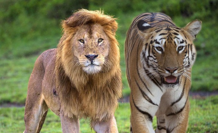 Sư tử và hổ từng chung lãnh thổ: Vì sao một cuộc chiến sinh tử giữa hai loài săn mồi đáng gờm bậc nhất hành tinh lại không nổ ra?