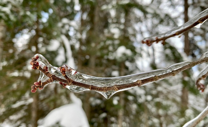Tại sao cây bạch dương gần như không thể chết vì đóng băng?