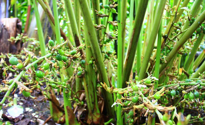 Việt Nam sở hữu loại gia vị đắt bậc nhất thế giới, thu về chục triệu USD/năm