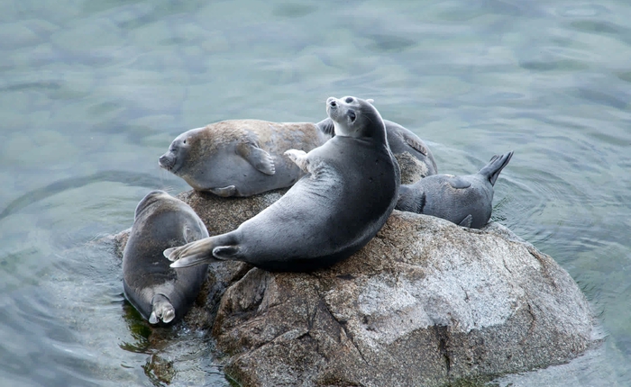 Hồ Baikal: Bí mật của vùng hồ được mệnh danh là nhà tù của sự sống, nơi 80 phần trăm sinh vật là loài đặc hữu