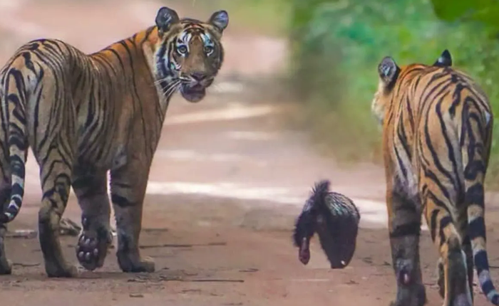 Lửng mật đơn độc đối đầu hai hổ con giữa rừng Ấn Độ: Cuộc chạm trán gây kinh ngạc và câu chuyện về loài động vật không biết sợ