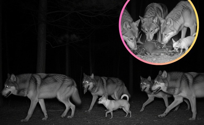 Sự thật ngỡ ngàng: Đến Chihuahua cũng mang dòng máu "sói" trong mình