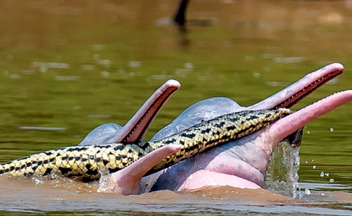 Cá heo sông Bolivia bị bắt gặp 'chơi đùa' với trăn Anaconda: Bí ẩn khiến giới khoa học bối rối