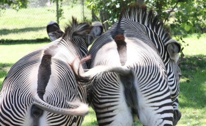 Vì sao loài người có thể cưỡi ngựa nhưng không thể thuần hóa ngựa vằn?