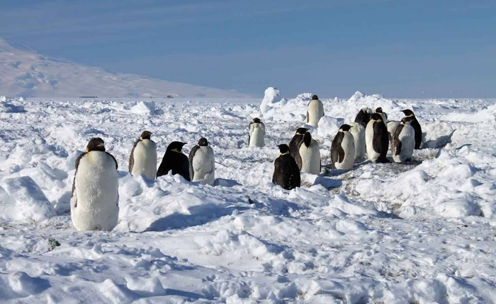 Có 120 triệu con chim cánh cụt ở Nam Cực, thải ra hơn 5.000 tấn phân mỗi ngày, vậy tại sao lục địa băng giá vẫn sạch sẽ đến kỳ lạ?