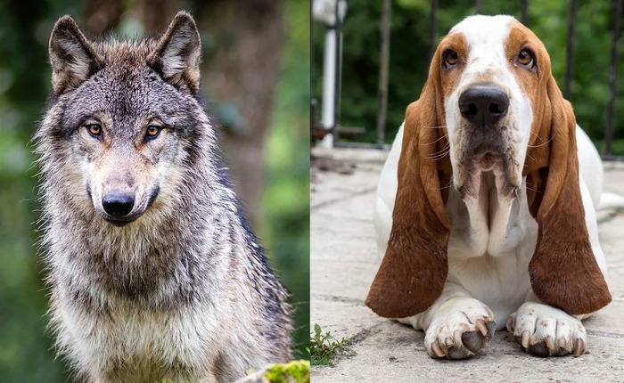 Vì sao động vật hoang dã không có đôi tai cụp? Bí ẩn giải mã từ thí nghiệm thuần hóa cáo bạc nổi tiếng