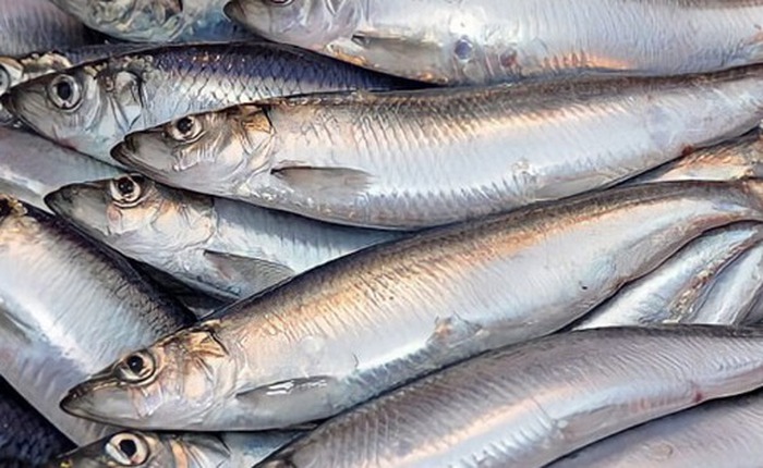 Cá hồi chỉ đứng thứ 3 trong bảng xếp hạng omega 3, loại cá bình dân bán đầy chợ Việt mới là "trùm cuối"