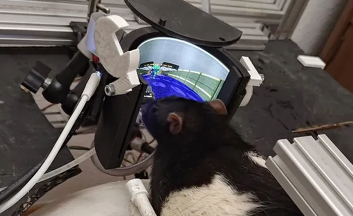 Các nhà khoa học đã dạy được chuột chơi Doom